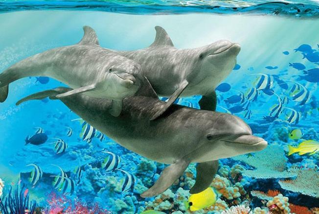 Delfina nähe Europa park Rust Lägenhet Kappel-Grafenhausen Exteriör bild